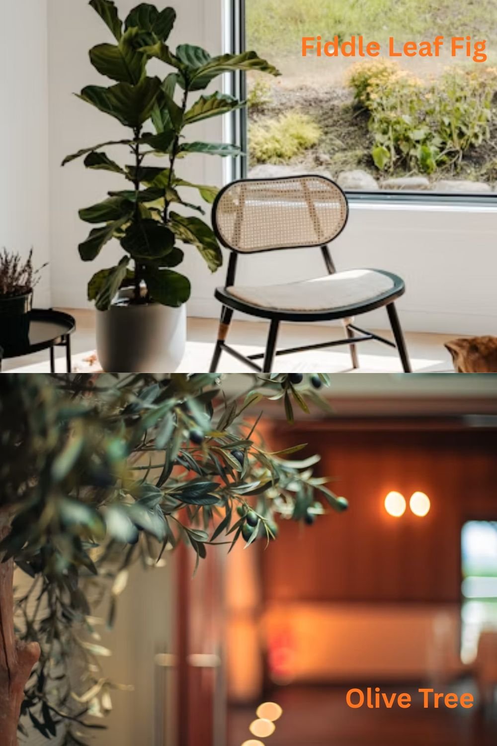 Fiddle Leaf Fig & Olive Tree