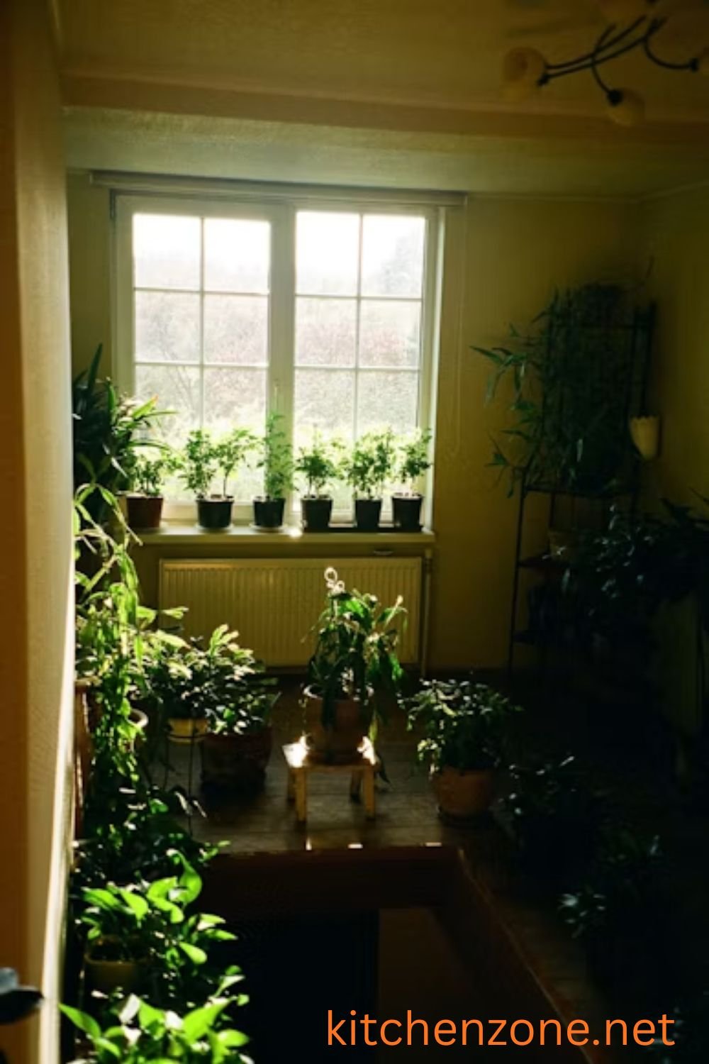 Collection of indoor plants placed near a sunlit window for bright natural light